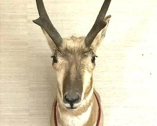 North American Antelope 