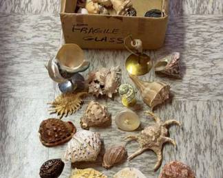 Sea Shell Collection 