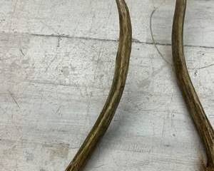 Pair of Natural Antler Horn Bases w/ Hair β Taxidermy Craft Rustic Decor β Deer or Pronghorn