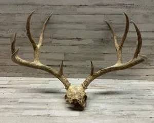 Large Whitetail Deer European Skull Mount β Natural Antlers Rustic Cabin Wall DΓ©cor