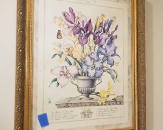 Botanical art - Iris