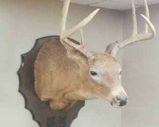 WHITETAIL DEER MT