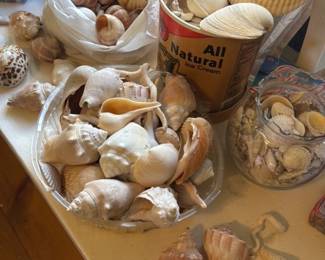 Assorted Seashell Collection 