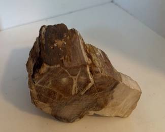Fossilized Wood Fragment