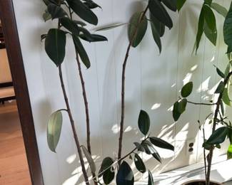 Ficus Elastica "Burgundy" Rubber Plant