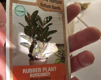 Ficus Elastica "Burgundy" Rubber Plant