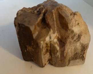 Fossilized Wood Fragment