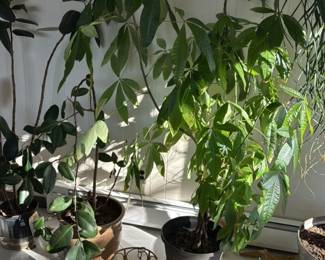 Money Tree Plant (Pachira Aquatica)