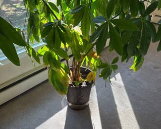 9Nov 08 2025 05 15pm3cBe