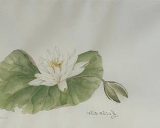 J. Steinhilber (American), White Waterlily, Watercolor