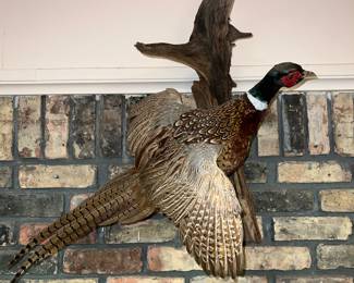 taxidermy mount of a male Ring-necked Pheasant