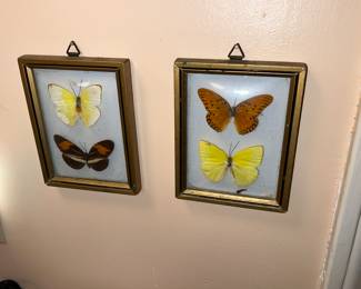 Two vintage framed taxidermy displays containing Real butterflies