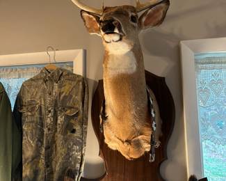Deer Mount Taxidermy