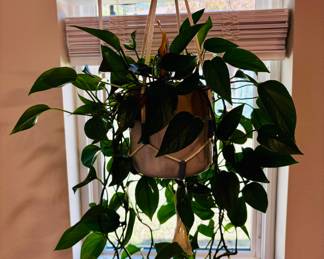 Various Hanging Pots and Plants.