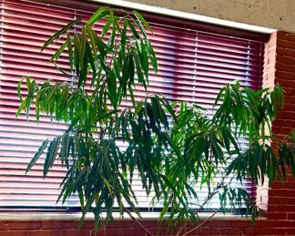 Large Plant, 7'6" tall