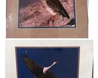 Framed Photography Of Night, Heron And Sandhill Crane
