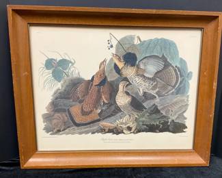 Ruffled Grouse Print by John J Audubon