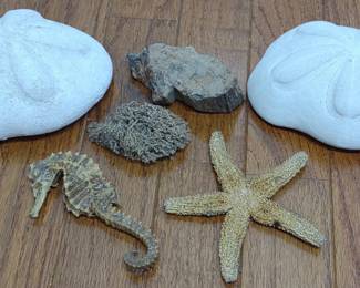 Dried Ocean Sea Creature Life w/ Petrified Wood