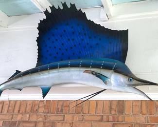 Mounted Taxidermy Sailfish