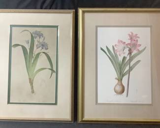Blue Iris Pink Amaryllis Prints