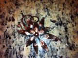 Leaf Broach (Renoir)