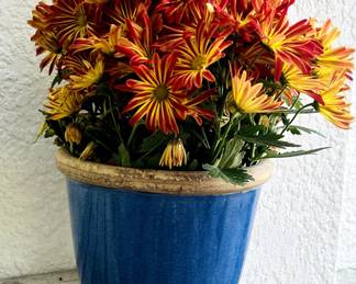 potted plant, specifically a type of chrysanthemum