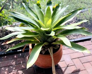 imperial Bromeliad