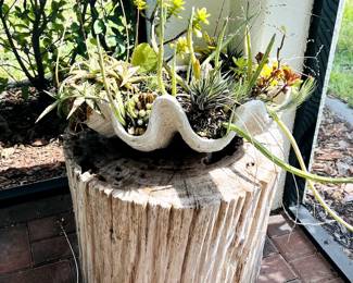 succulent planter on petrified oak