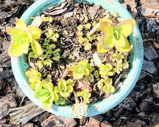 potted Phedimus spurius,