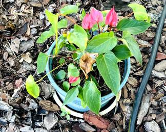 Anthurium, commonly known as the flamingo flower or laceleaf