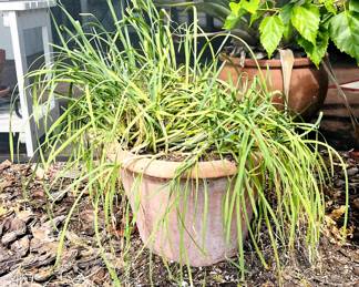 potted lemongrass plant