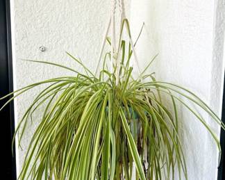 spider plant