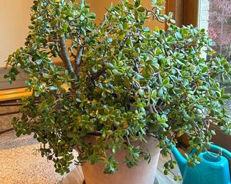 Very large jade plant in pot, 4.5'H,  $150