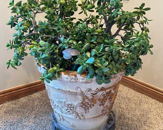 Smaller Jade plant in pot, 3.5',  $85
