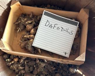 Daffodil Bulbs in a Wooden Basket