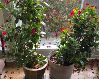 Flowering Dipladenia Plants in Pots