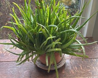 Aloe Vera Plant in Terracotta Pot