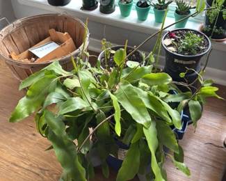 Epiphyllum Oxypetalum (Queen of the Night) Plant