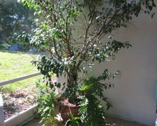Large Potted Ficus Tree