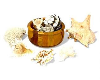 21 AssortedSeaShellsCoralwWoodBowlDisplay