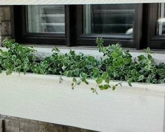 Yorkshire 6Foot Window Box