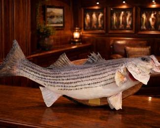 Taxidermy | Striper