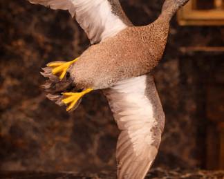 Taxidermy | Duck