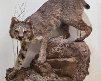 Taxidermy | Bobcat