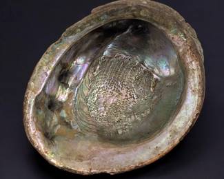 An Old Large Iridescent Abalone Shell