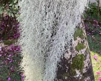 MMP092 Large Batch Of Spanish Moss/Pele’s Hair