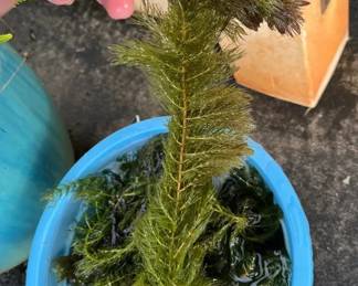 MMP107 Aquarium Pond Plants