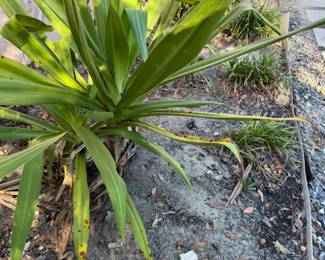 PLANTS ALL FOR SALE!