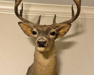Deer mount 