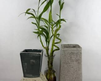 Modern Ceramic and Concrete Vases With Bamboo Plant